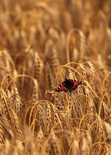 Meer lokaal plantaardig eiwit: de roep naar soja en quinoa