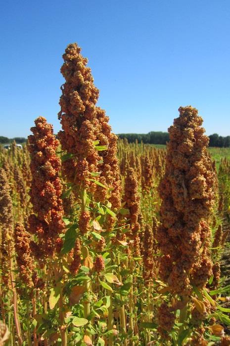 Quinoa? Chenopodium quinoa Willd.