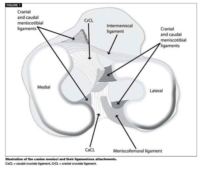 1.3. Opbouw en functie van de meniscus De menisci, welke 2 C-vormige fibrocartilageneuze structuren zijn, vormen een zeer belangrijk onderdeel binnenin het kniegewricht (Bennett en May, 1991).