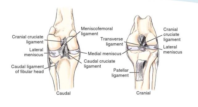 LITERATUURSTUDIE 1. ANATOMIE 1.1. Anatomie van de knie Het kniegewricht is een gewricht dat samengesteld is uit twee delen, namelijk het femorotibiaal en het femoropatellaire gewricht.