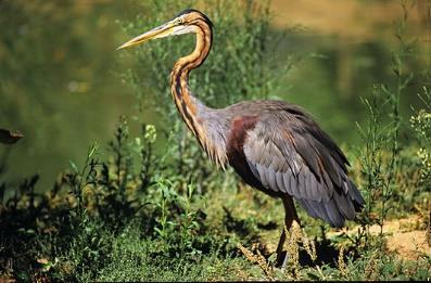 natuurliefhebbers en bewoners van de Horndijk niet kunnen goedkeuren. Wij vragen hiervoor je aandacht.