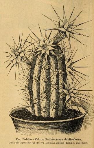 Het artikel eindigt met de mededeling dat de nieuwe cactus door Schumann in zijn Gesamtbeschreibung der Kakteen op blz. 833 als Cactus dahliaeflorus beschreven is.