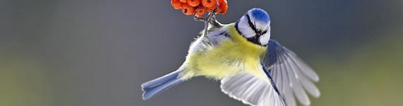 DE NATIONALE TUINVOGELTELLING OP 17 / 18 JANUARI Tuinvogeltelling De Nationale Tuinvogeltelling, georganiseerd door Vogelbescherming Nederland in samenwerking met SOVON Vogelonderzoek Nederland, is