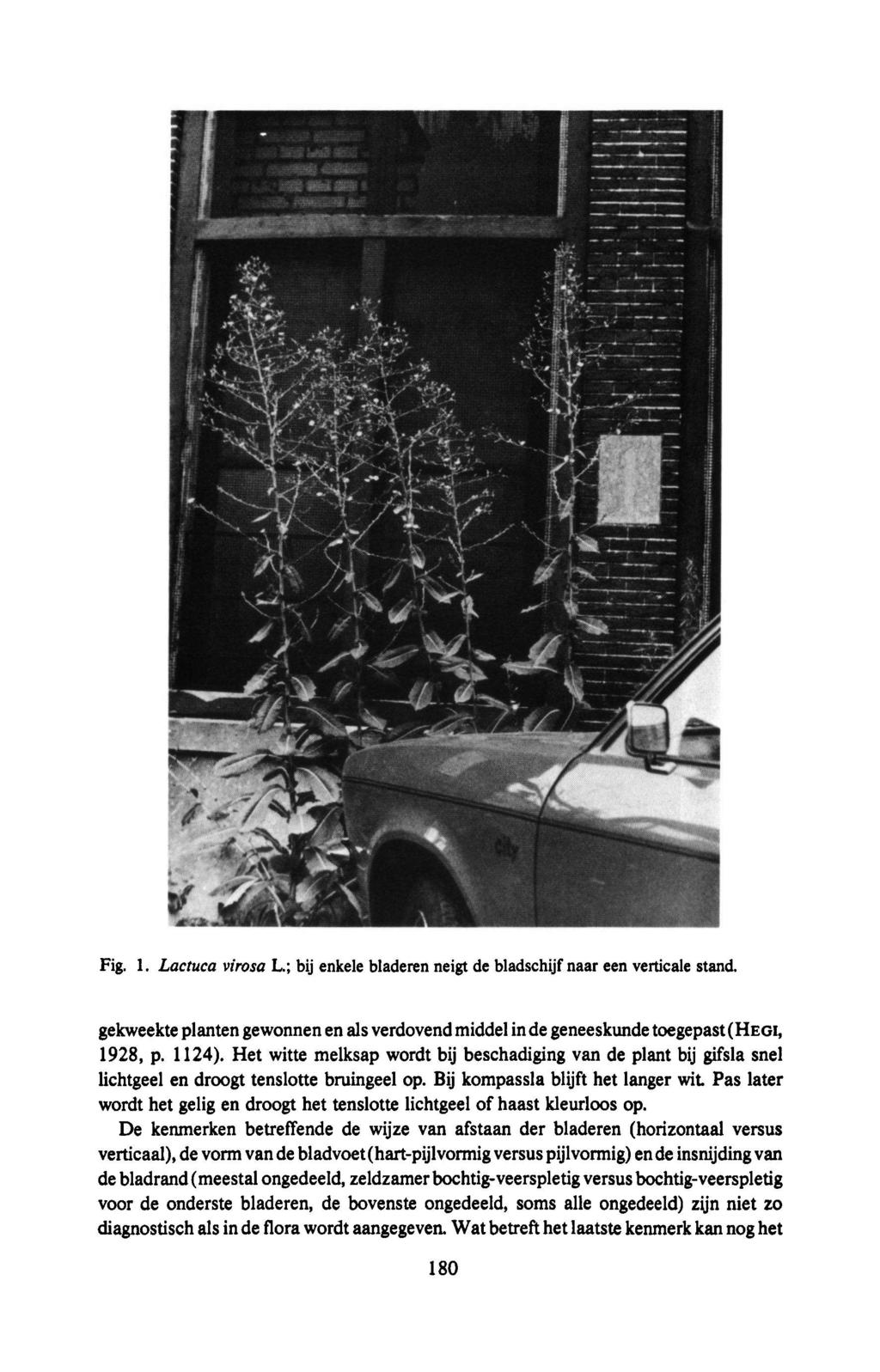 Fig. 1. Lactuca virosa L.; bij enkele bladeren neigt de bladschijf naar een verticale stand. gekweekte planten gewonnen en als verdovendmiddelin de geneeskunde toegepast(hegi, 1928, p. 1124).