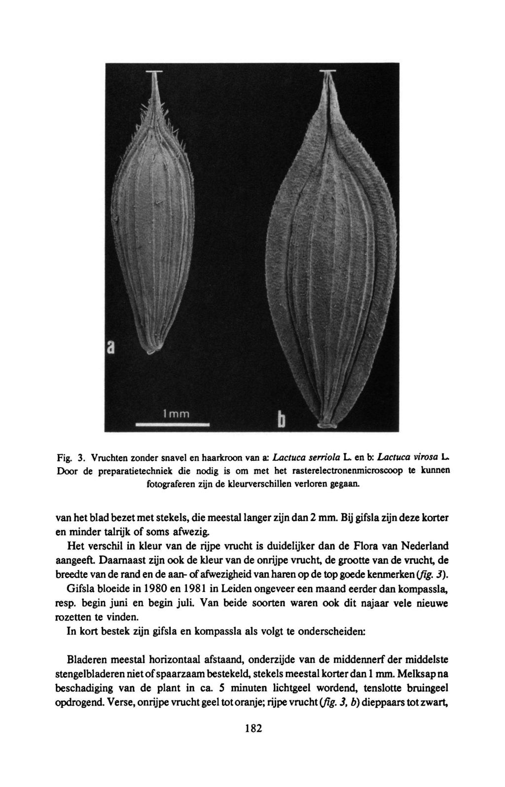 Fig. 3. Vruchten zonder snavel en haarkroon vanx Lactuca serriola L. en b: Lactuca virosa L.