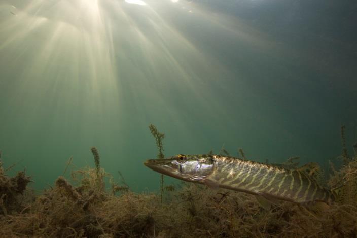 In de nabijgelegen Polder Schieveen is dat gelukt want regelmatig wordt daar de Lepelaar waargenomen die voornamelijk driedoornige stekelbaars eet (zie foto s).