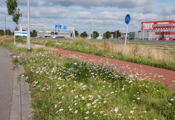 Stroken vol bloemen van meerjarig bloemrijk grasland vormen een ecologisch netwerk in stedelijk gebied. mestoverschotten mee te creëren.