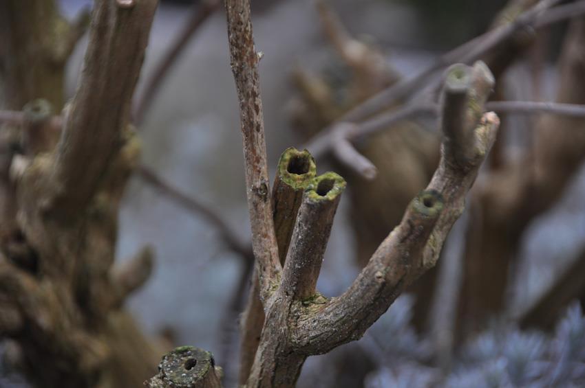 Als het merg van de gesnoeide buddleja is