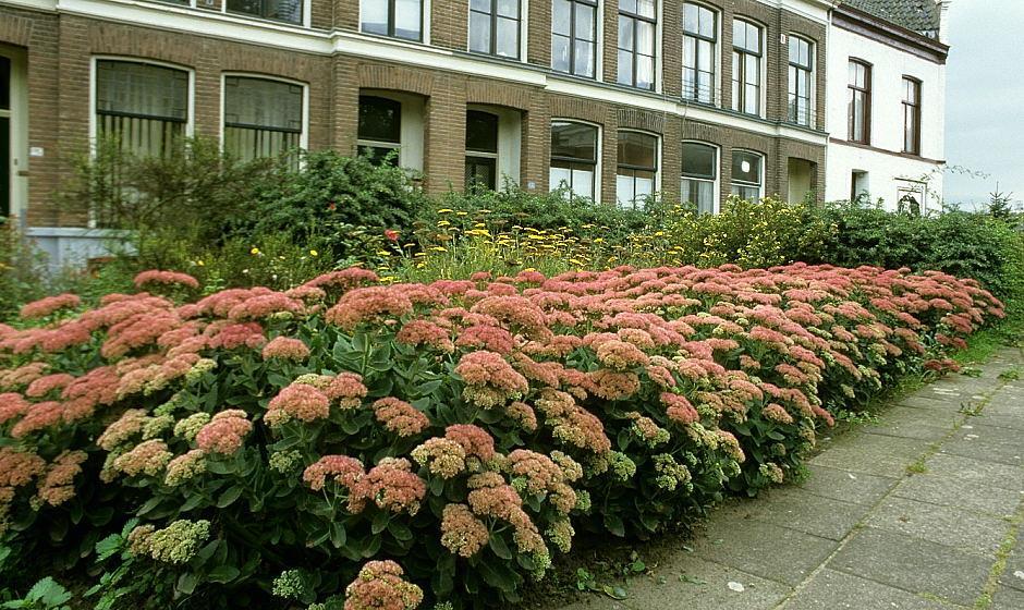 Sedum telephium trekt veel bijen en vlinders aan.