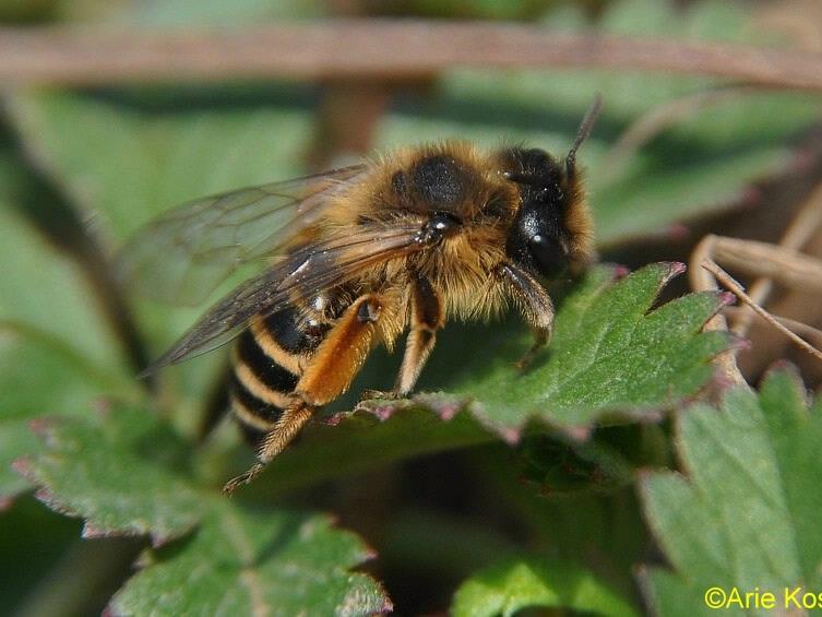 Enkele voorbeelden van wilde bijen Grasbij: een van de ruim 70