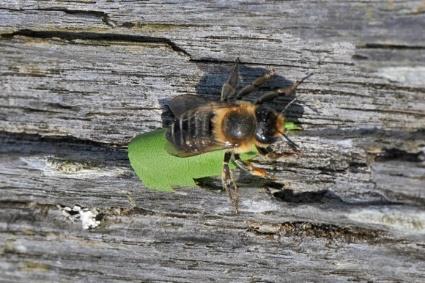 Behangersbijen nestelen onder meer in oude kevergangen van dood