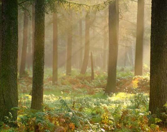 Ardennen en andere zuidvlaamse bossen 2300044 Bossen van het zuidoosten van de Zandleemstreek 2400008