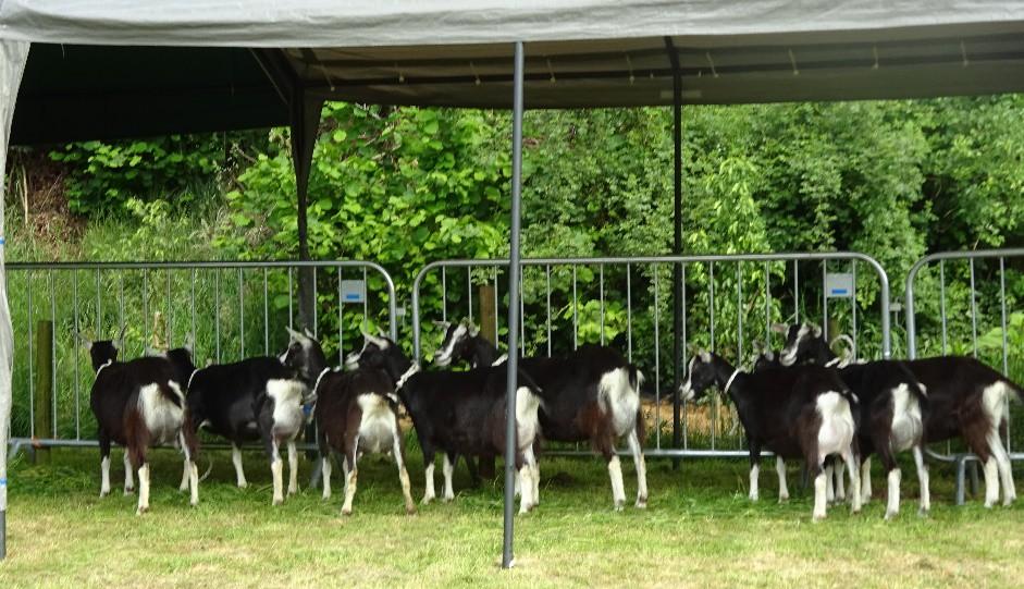 Tijdens de 15e editie van de Dag van het Schaap en Geit was er weer een hal ingericht voor de geiten. De Fokcommissies Bont-, Nubisch- en Boergeit hielden een keuring.