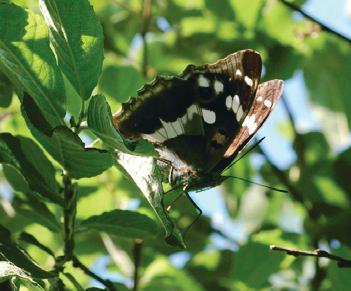 Waargenomen zwervers / trekvlinders in de periode 1992 2008 Elk jaar wordt in Drenthe een aantal vlinders gezien die normaal niet tot onze standvlinders gerekend worden.