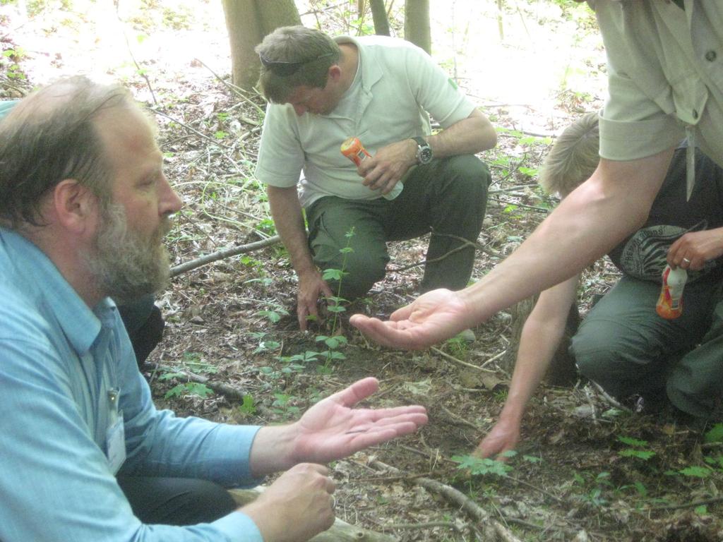 Beheer van duinbossen Verslag veldwerkplaats -- Duin en kust PWN Waterleidingbedrijf Noord-Holland, Castricum, 4 juni 2010 Inleiders: Patrick Hommel (Alterra) Henk Siepel (Alterra) Rienk Slings (PWN)