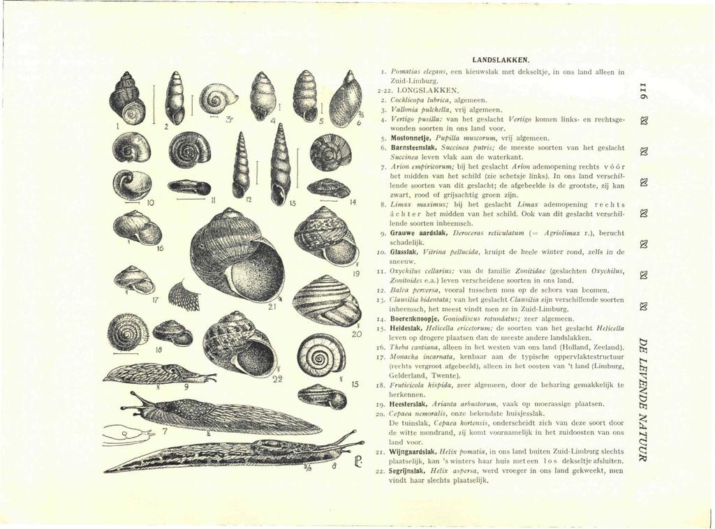 LANDSLAKKEN. i. Pomatias elegans, een kieuvvslak met dekseltje, in ons land alleen in Zuid-Limburg. 2-22. LONGSLAKKEN. 2. Cochlicopa lubrica, algemeen. o 3. Vallonia pukhella, vrij algemeen. 4.