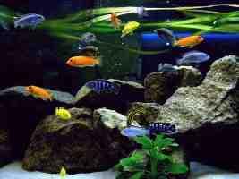 Een Aquarium is rustgevend en ontspannend Een aquarium is rustgevend maar kan ook stress veroorzaken. Veel hobbyisten houden een vissenaquarium erop na omdat dit ontspannend is.