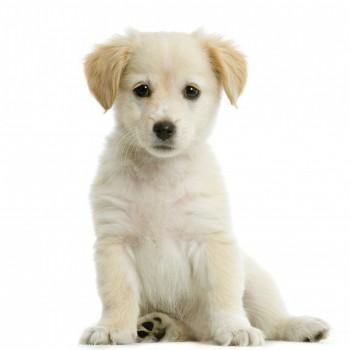 6. De Hond (Canis lupus familiaris) Algemeen Als overwogen wordt om een hond als huisdier te kopen, is het belangrijk dat u zich van tevoren goed laat informeren.