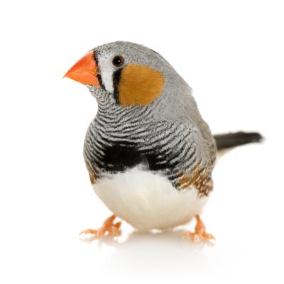 8. De Vogel (Aves) Algemeen Vogels komen over de hele wereld voor. Deze dieren verschillen sterk in onder andere grootte, gedrag en kleur.
