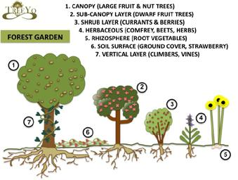 Bijlage 7: Agroforestry = ecologische verbinding als voedselbos Bomen en heesters Amelanchier laevigata Krent Castanea sativa / Castanea x Maraval (C sativa x crenata) Tamme