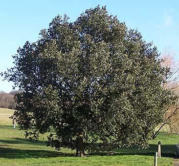 Quercus