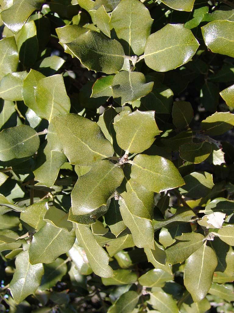 Quercus ilex L. Bladeren: Zeer veel variatie in vorm.
