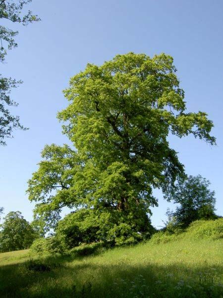 Quercus