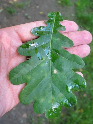 Quercus robur L.