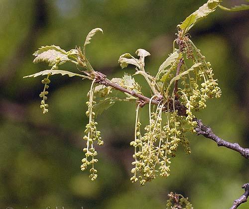 Quercus cerris L. Bloei: bloei in mei Eénhuizig.