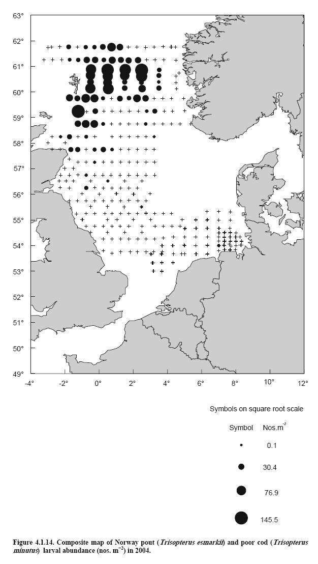 5.13 Dwergbolk -Trisopterus minutus - poor cod Voortplanting De dwergbolk zet pelagische eieren af. De paaiperiode is in februari-maart in de zuidelijke Noordzee (Knijn et al.