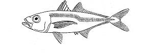 Verspreiding De soort komt in de Zuidelijke Noordzee voor. 5.15 Horsmakreel - Trachurus trachurus - horse mackerel Voortplanting Horsmakreel is een batch spawner.