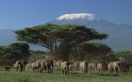 DAG 5 Donderdag 15 nov 18 AMBOSELI NATIONAAL PARK Ontbijt-Lunch-Diner Na het ontbijt rijden jullie naar het gebied rond de Kilimanjaro (hoogste berg van Afrika).