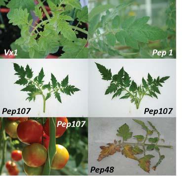 6 Figuur 1. Symptoombeelden van de zwakke isolaten Pep1 en Vx1 en van de agressieve isolaten Pep48 en Pep107 op jonge tomatenplanten, vruchten en oudere planten. 2.