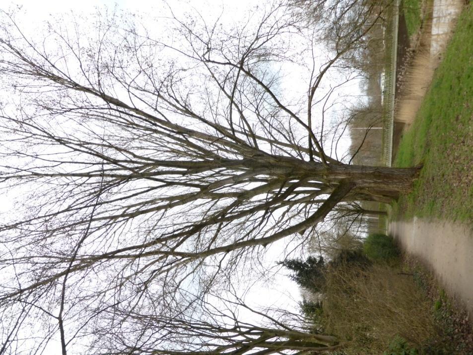Boom 38: Canadese populier (bijzondere boom en toetsingsboom hoofd groenstructuur) Deze populier is vitaal en stabiel. De relatief grote snoeiwonden tot 30 cm doorsnede overgroeien goed.