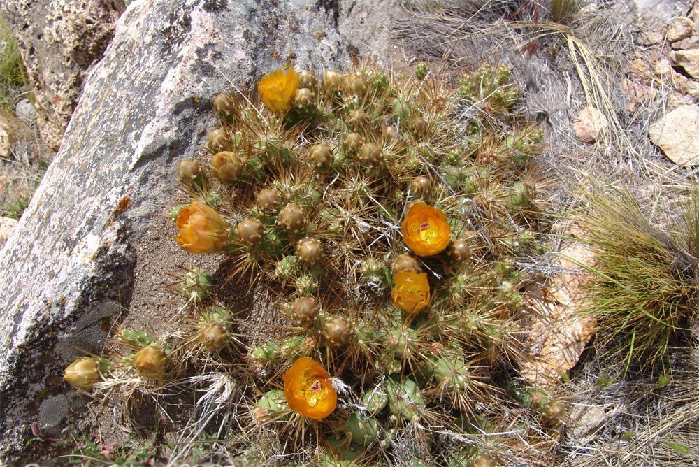 Sierra Grande een lunchstop, we kijken ook even rond op een steenachtige heuvel en vinden hier een aantal Austrocactus