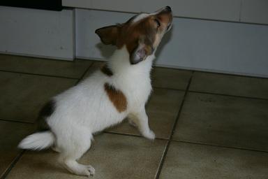 Een jack russel van 3 maanden.