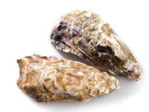 Naast lekkernijen uit Zeeland biedt Smit Vis ook oesters uit Frankrijk. Deze huîtres maken ons assortiment compleet.