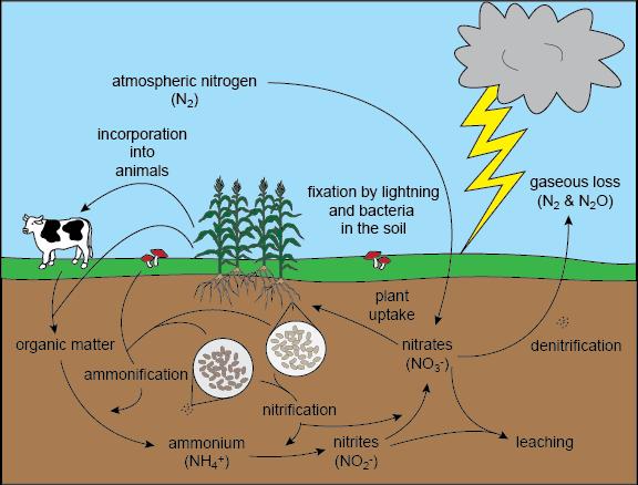 Biologische processen Directe emissie: Emissies ten gevolge van toedienen van mest Mestproductie van grazende dieren Gewasresten die na de oogst