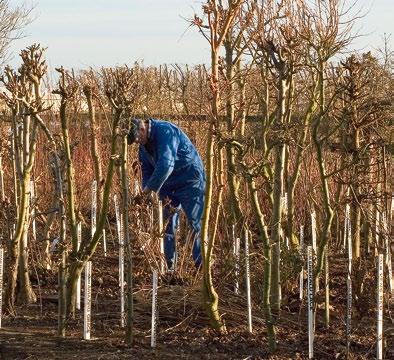 grote hoeveelheden, maar