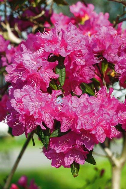 1 2 3 Foto: Plant & Pictures 1 I Rhododendron Ostara. 2 I Cornus (op de foto C. officinalis Robin s Pride ) is goed vertegenwoordigd. 3 I Daphne mezereum Rubra.