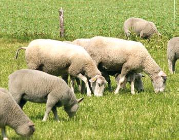 In de gebiedsontwikkeling K4 / GPV valt glastuinbouw niet onder agribusiness.