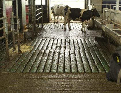 A 1.22 11,0 kg NH 3 Sleufvloer met in de doorsteken een roostervloer met bolle rubber toplaag voorzien van