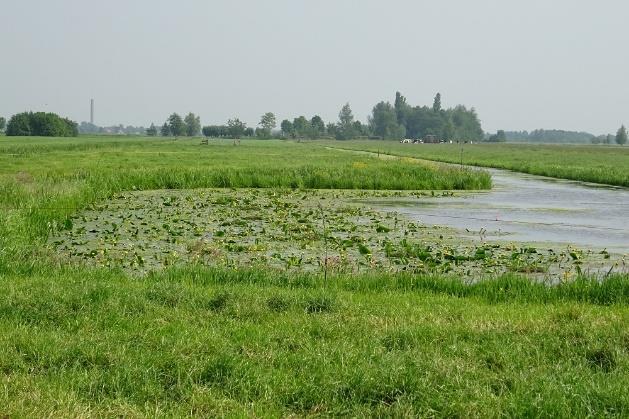 1. Inleiding Zwarte sterns broeden in Zuid-Holland in graslandgebieden en moerassen, zowel in natuurreservaten als in agrarisch gebied.
