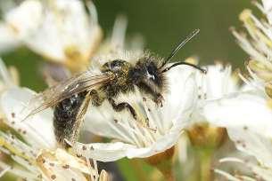 Belang van wilde bijen Ook rekening houden met alternatieve/additionele voedselbronnen Sleedoornhagen en ingezaaide stroken koolzaad => verhoogde