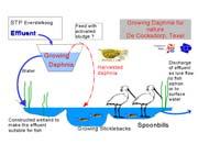 Hypothese Biologisch filtratie Gezuiverd afvalwater nutriënten Algen licht temperatuur Zwevend