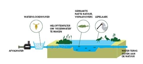 Praktijk: Watervlooien groeien op deeltjes uit afvalwater, filteren daarbij ook de algen uit het