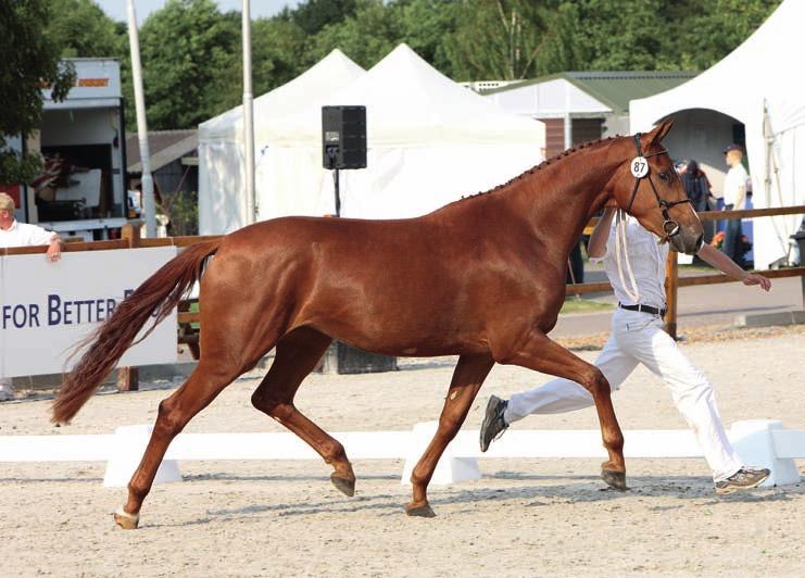 Foto: Jacob Melissen Als derde aansluiten tijdens CK Gelderland mocht Beauty R. natuurlijk ook wel, want paarden houden is nu eenmaal duur. Teun was al dood toen Ultimo werd geboren.