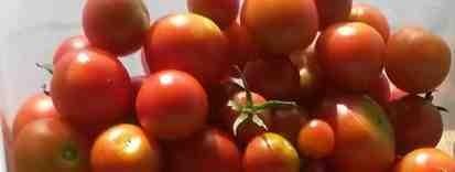 Zorg voor goed gewortelde tomatenplanten. Graaf een gat van ruim 30 cm diep en ongeveer 10 cm doorsnede. Doe hierin een laagje goede compost (grof/fijn gemengd) en daarop wat gedroogde mest.