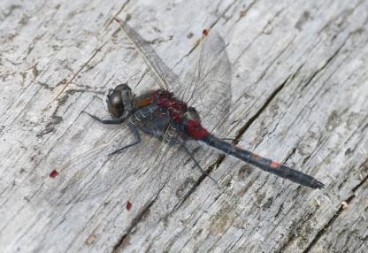 Noordse Witsnuitlibel / Leucorrhinia rubicunda /Korenbouten Vrij zeldzaam Soort