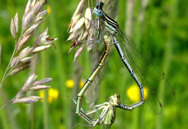 Blauwe Breedscheenjuffer /Platycnemis pennipes